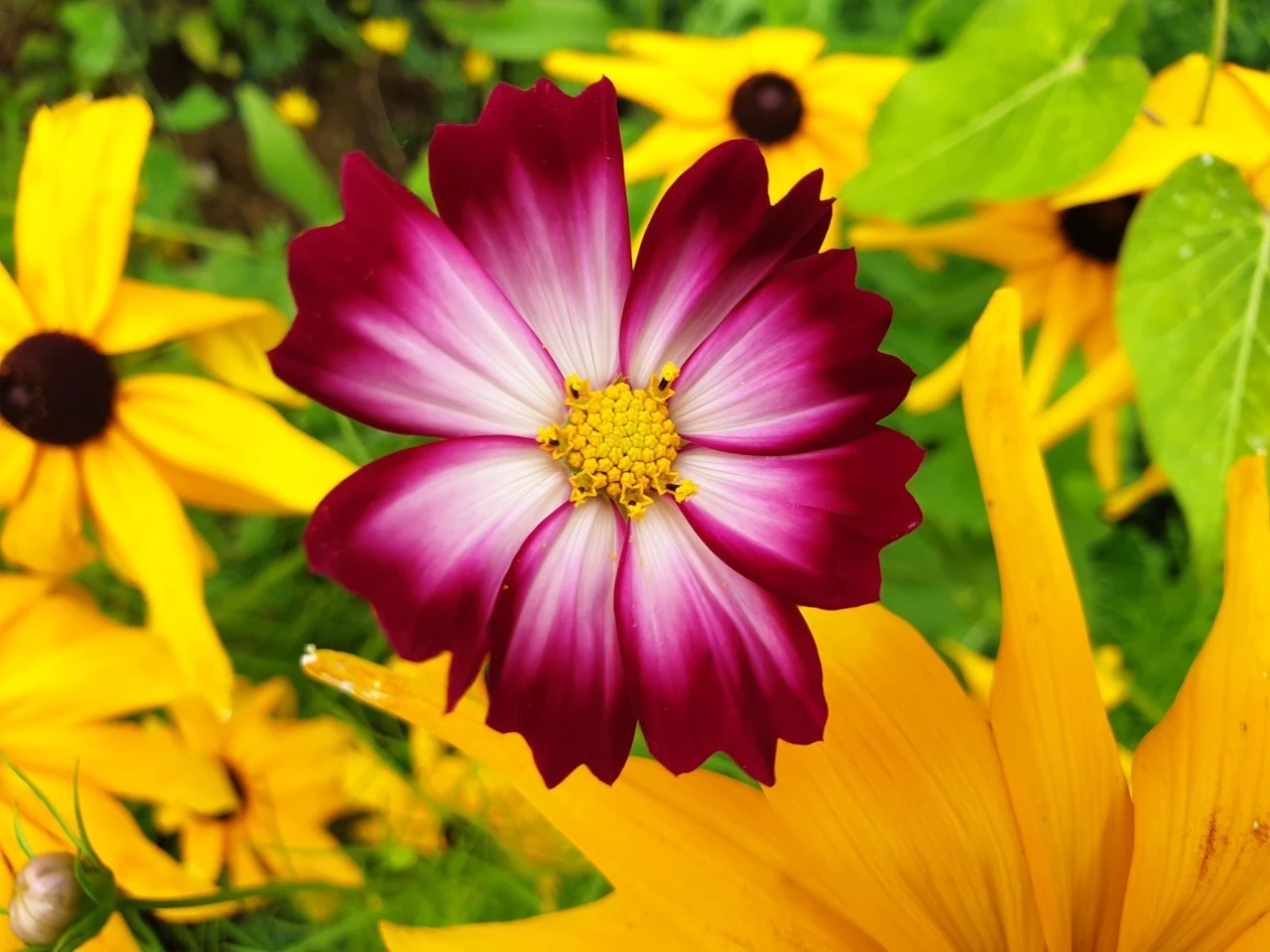 b_ej2Ud018svcwphtggs1jwj9_e9765c.jpg?type=e1920_std