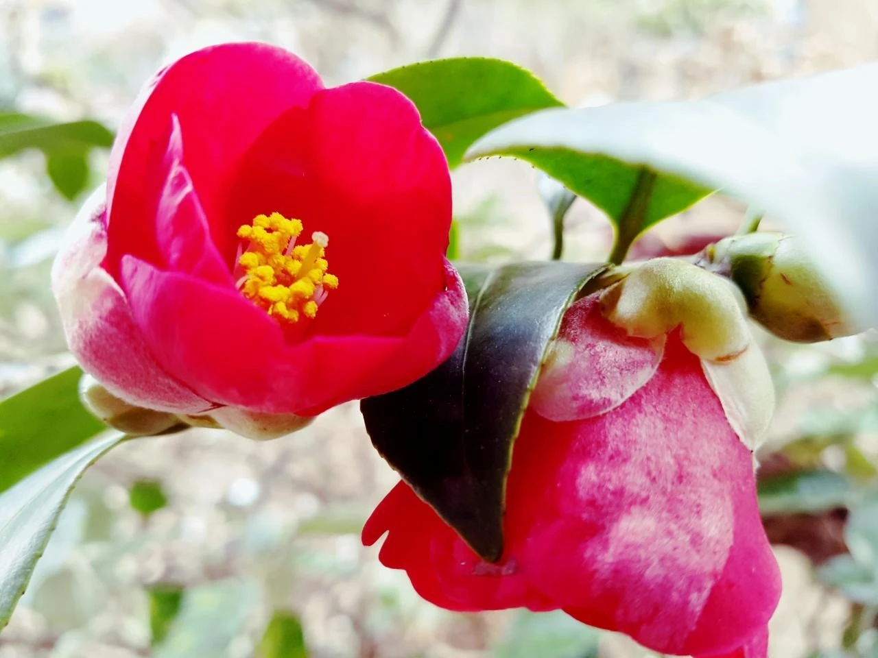 695Ud016svcer77290wwf5a_bnmutt.jpg?type=e1920_std