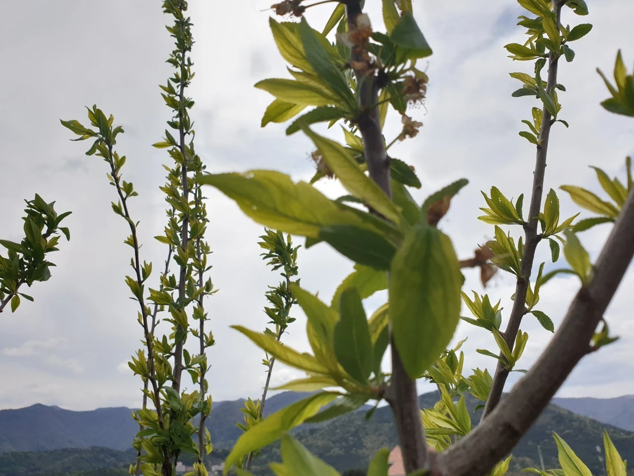 c_ej9Ud018svch0f774aprifm_e9765c.jpg?type=e1920_std