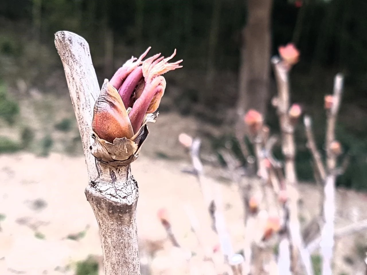 655Ud016svc74t4ppbteyc8_bnmutt.jpg?type=e1920_std