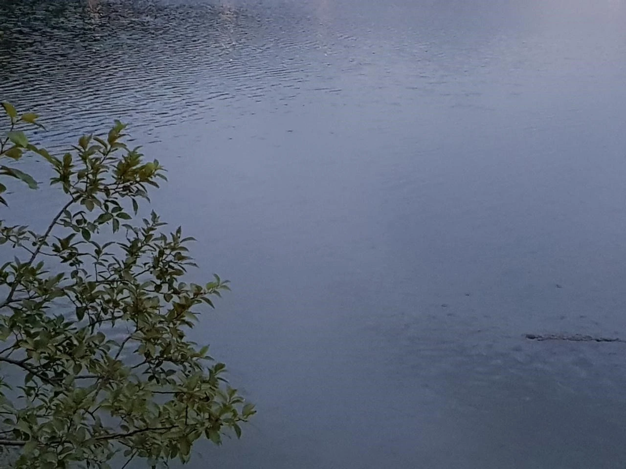 h_2i6Ud018svc1k2bwedflh100_bnmutt.jpg?type=e1920_std