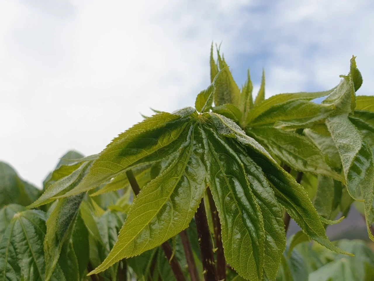 j_2j9Ud018svc11uhkpp90jwiq_e9765c.jpg?type=e1920_std