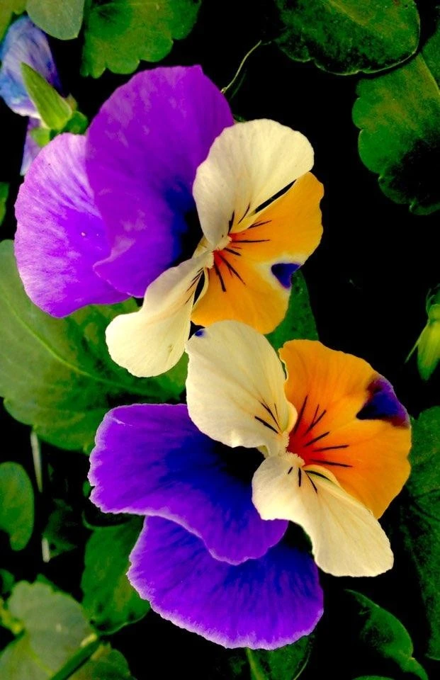 5hhUd016svc17fuiia57akq5_bnmutt.jpg?type=e1920_std