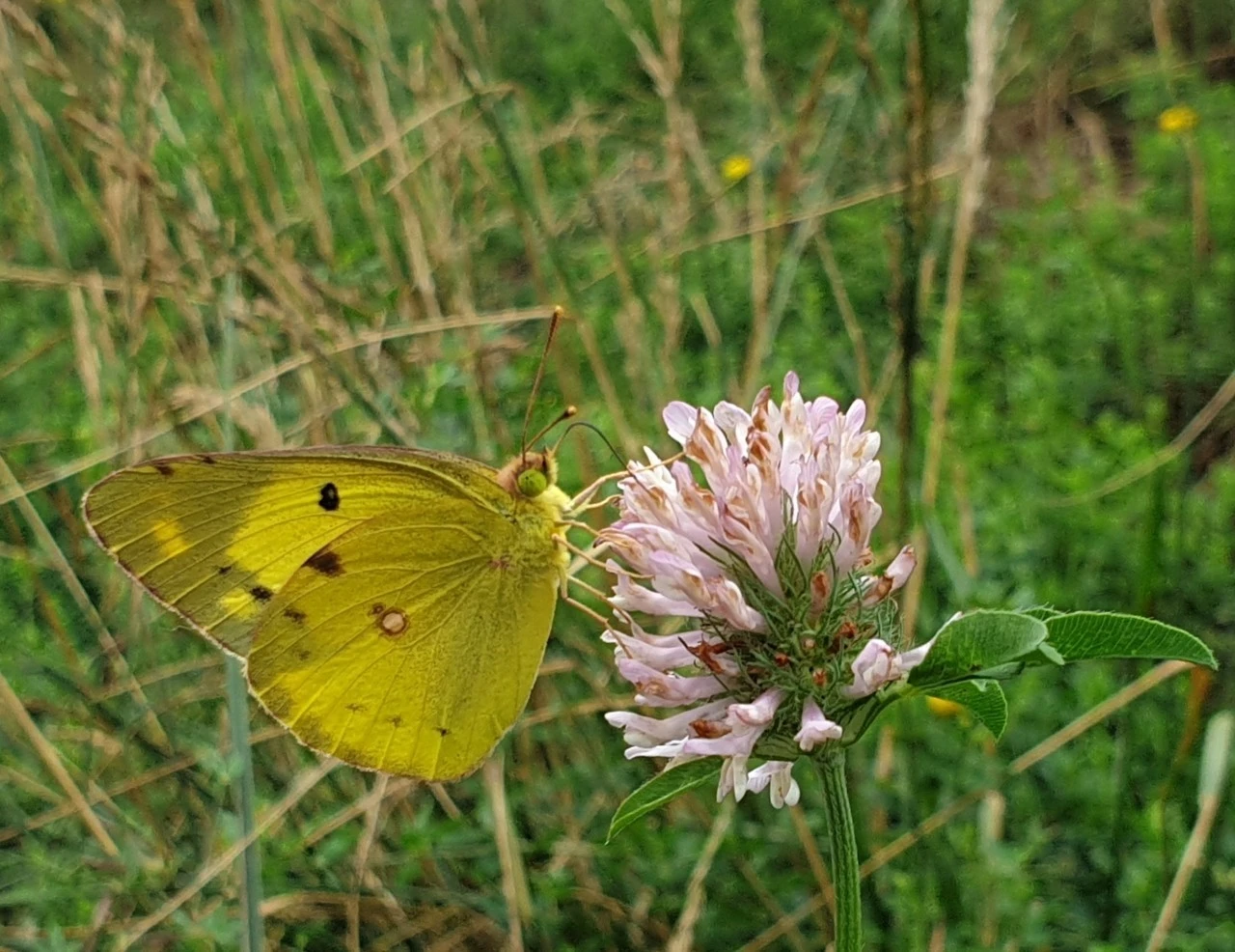 a_3j2Ud018svc1ajp9nuvk2c4o_e9765c.jpg?type=e1920_std