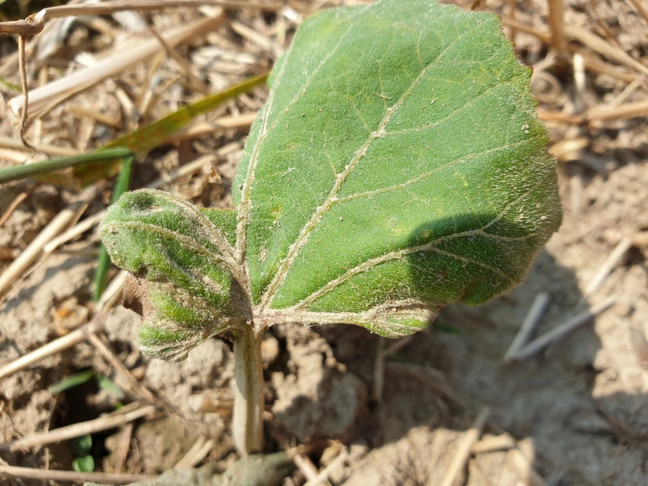 2_e70Ud018svccae3452npmey_e9765c.jpg?type=e1920_std