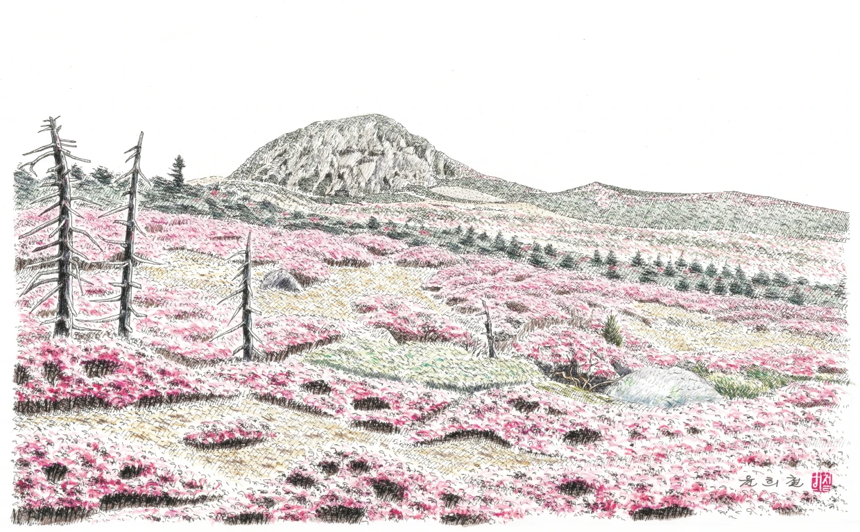 한라산 철쭉.PNG