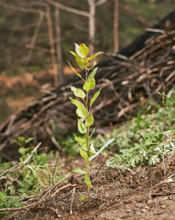 트리플래닛 묘목.JPG