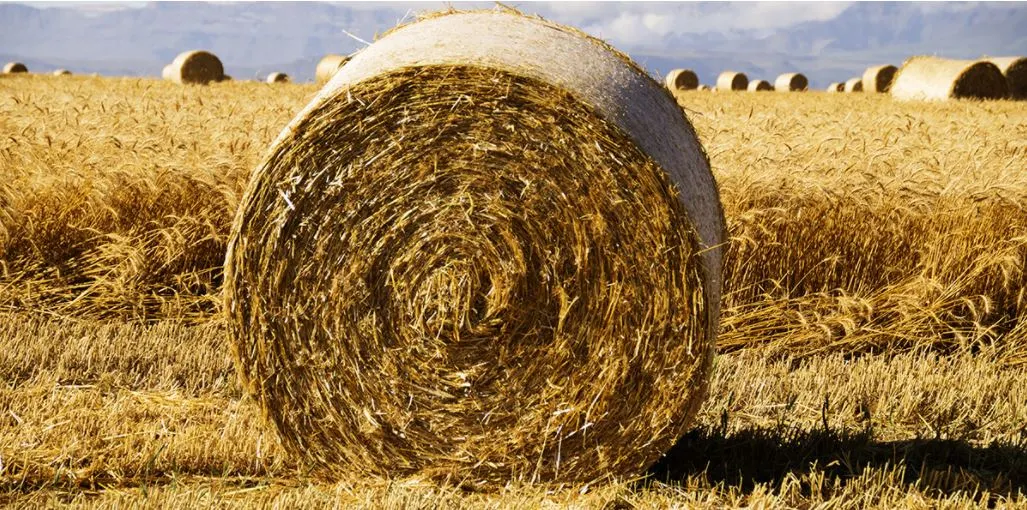 바스틀리 밀짚.JPG