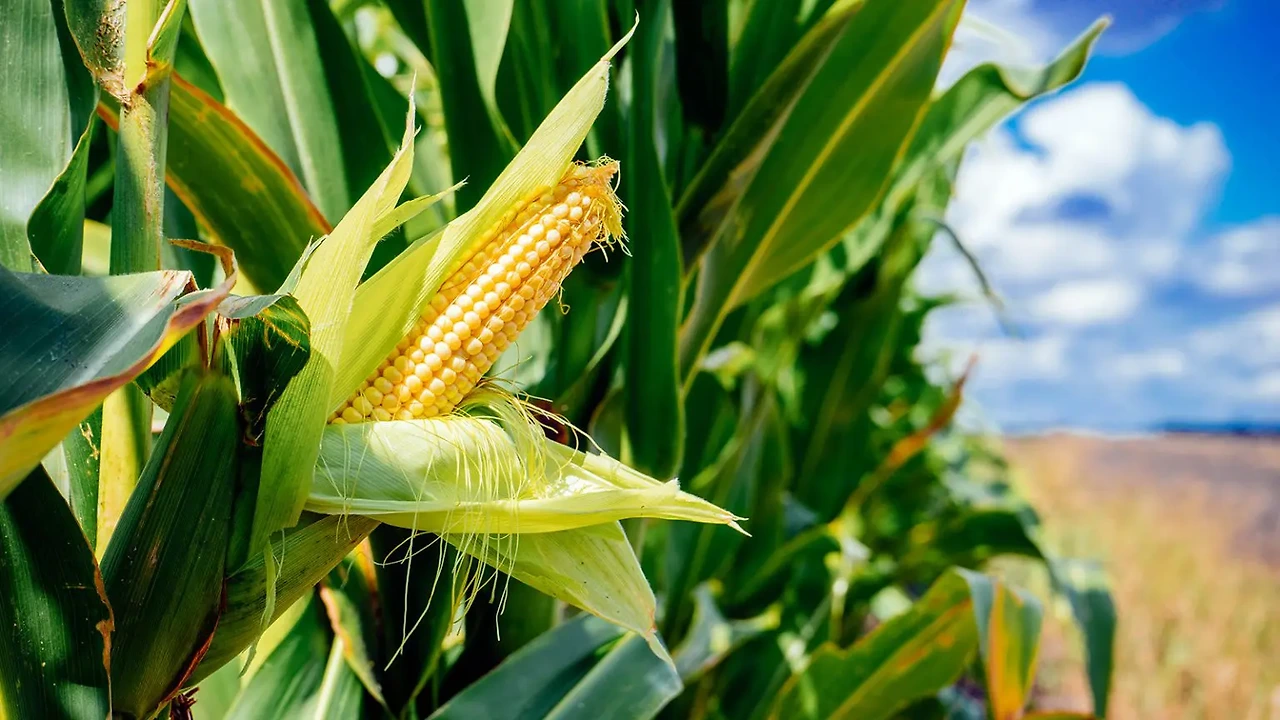 corn-vs-maize-01-1536x864.jpg.jpeg