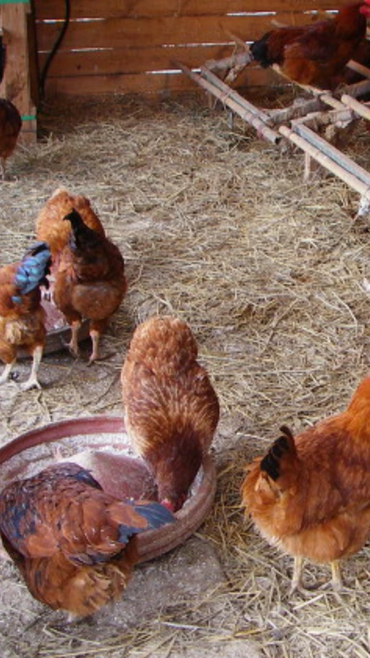 626Ud0151l7fqinpfrzcu_hy1v29.png?type=w520