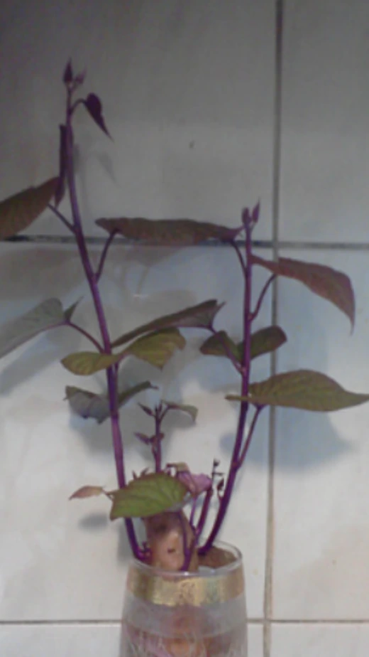 eagUd0151il38vr2ste5b_hy1v29.png?type=w520