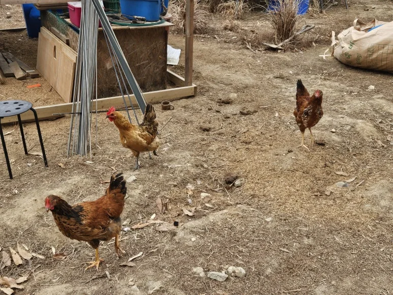 20250125_105021.jpg?type=w773