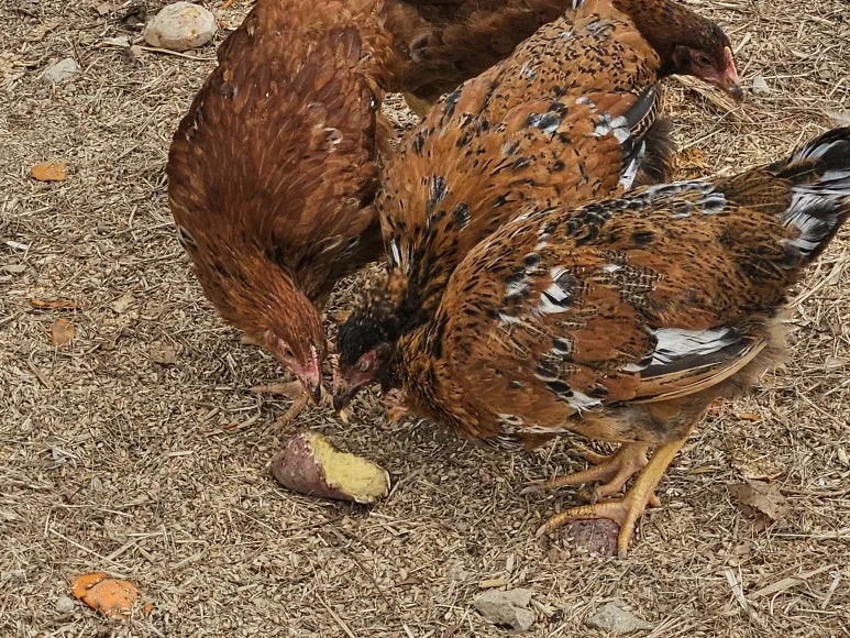 20250125_105153.jpg?type=w773