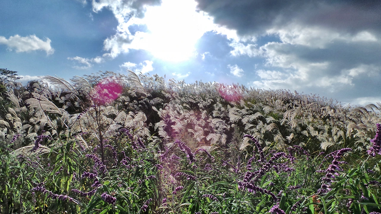 phontograph (18).jpg