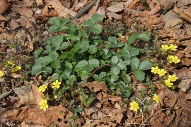 DSC_9186.JPG?type=w2