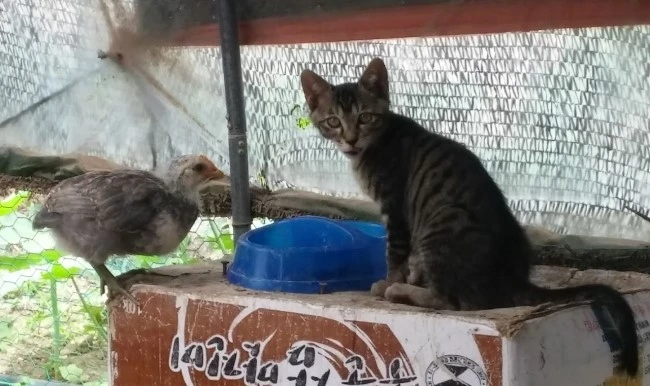 chicken_for_2.jpg?type=w2