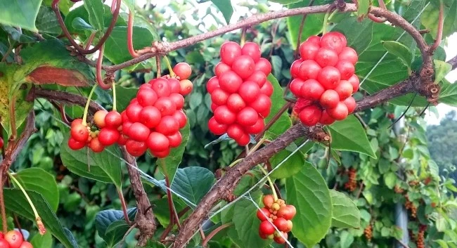 atum_color_2.jpg?type=w2