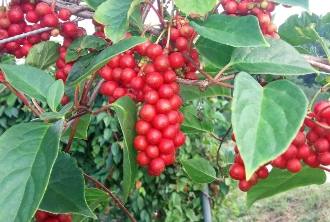 atum_color_1.jpg?type=w2