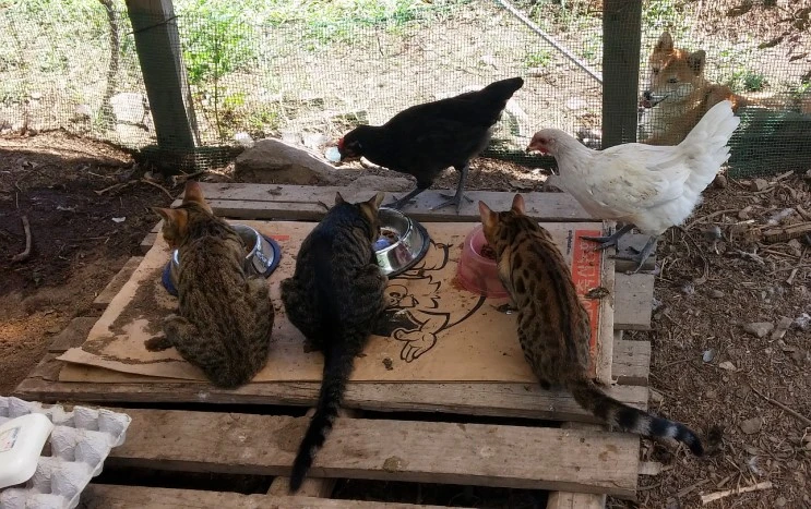 cat_dog_chickin_2.jpg?type=w2