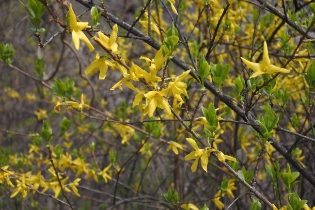 DSC_9209.JPG?type=w2