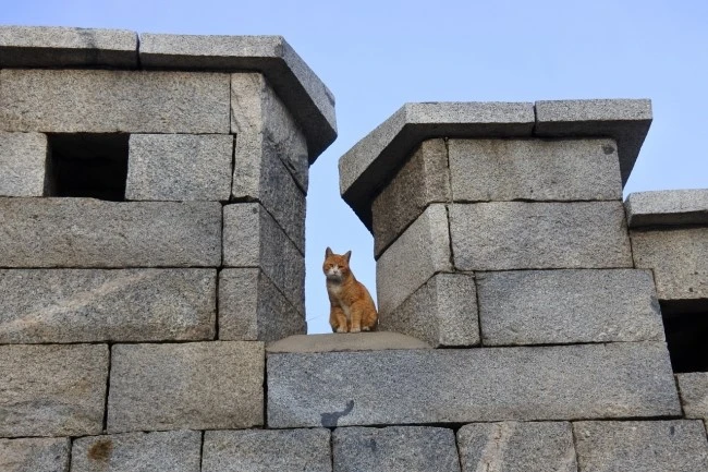 cattle_body_9.JPG?type=w2