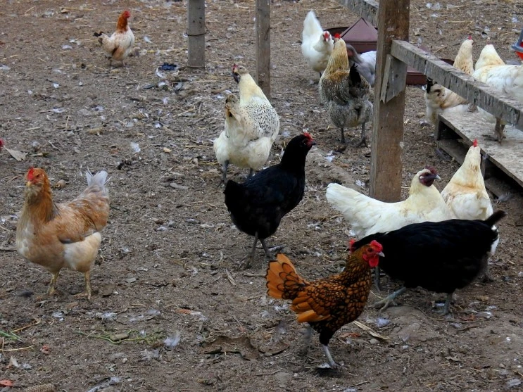 egg_show_1.JPG?type=w2