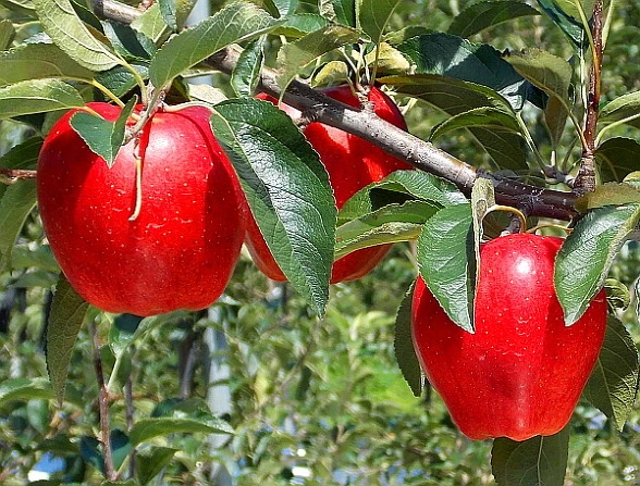 2374CC3B55A244F717326C