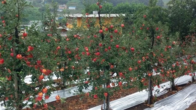 atum_color_3.jpg?type=w2