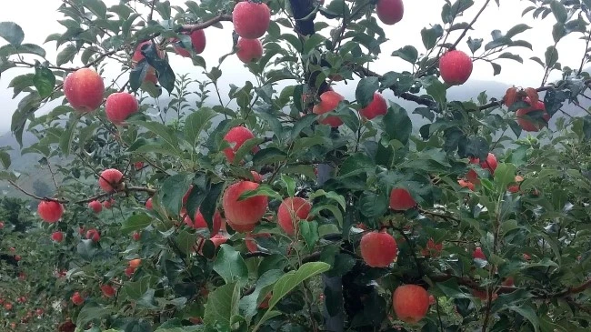 atum_color_4.jpg?type=w2