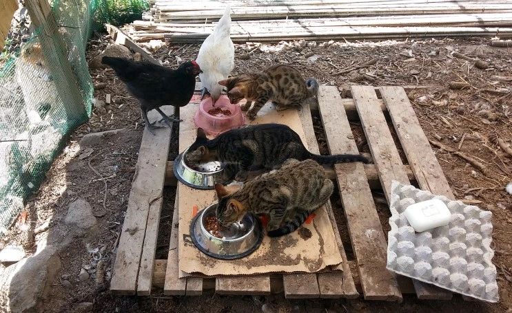 cat_dog_chickin_1.jpg?type=w2