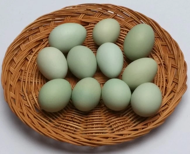 chicken_for_4.jpg?type=w2