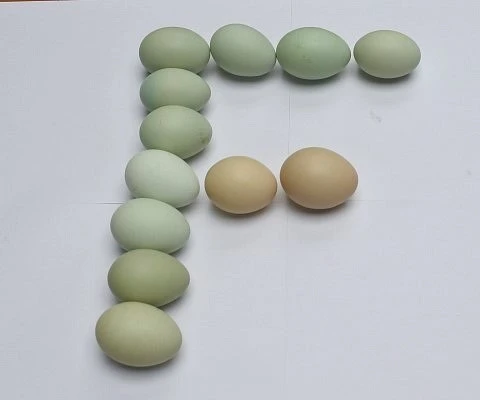 egg_show_5.JPG?type=w2