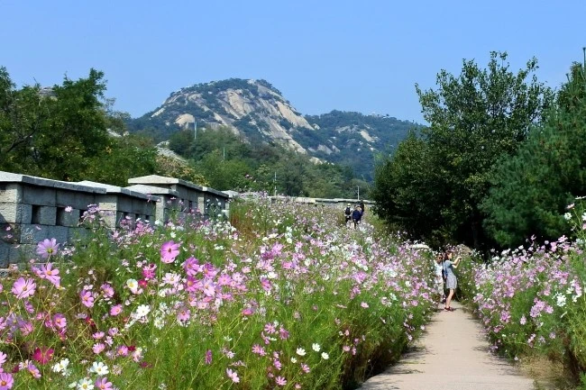 inwang_cattle_11.JPG?type=w2