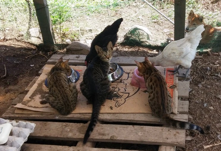 cat_dog_chickin_3.jpg?type=w2