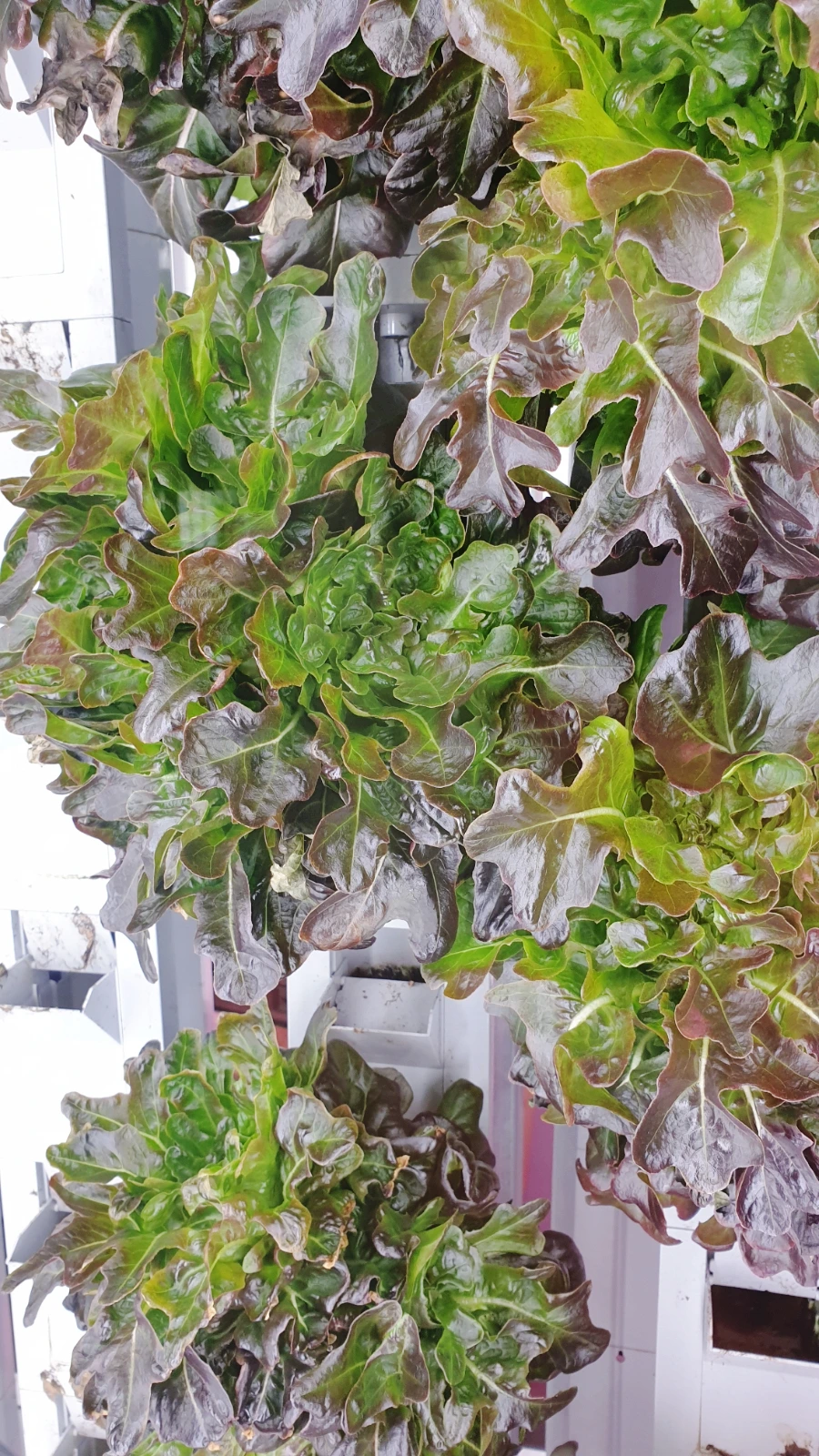 SE-a3ffeb03-35a4-11ed-90ec-7dd8d2572270.jpg?type=w1