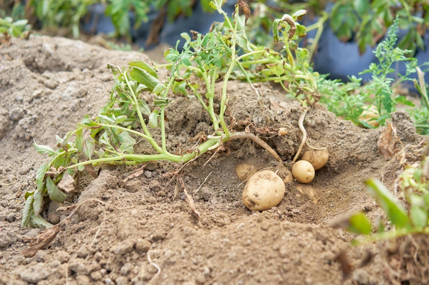 %EB%91%90%EB%B0%B1.jpg?type=w860