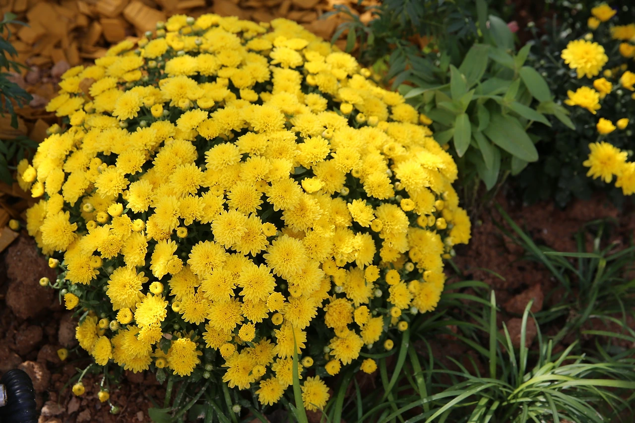 MG0A2712_новый размер.JPG