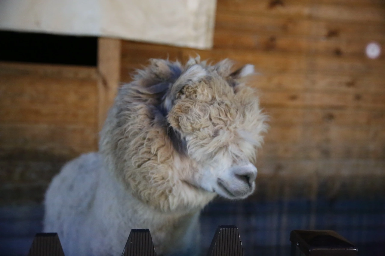 MG0A9958_новый размер.JPG