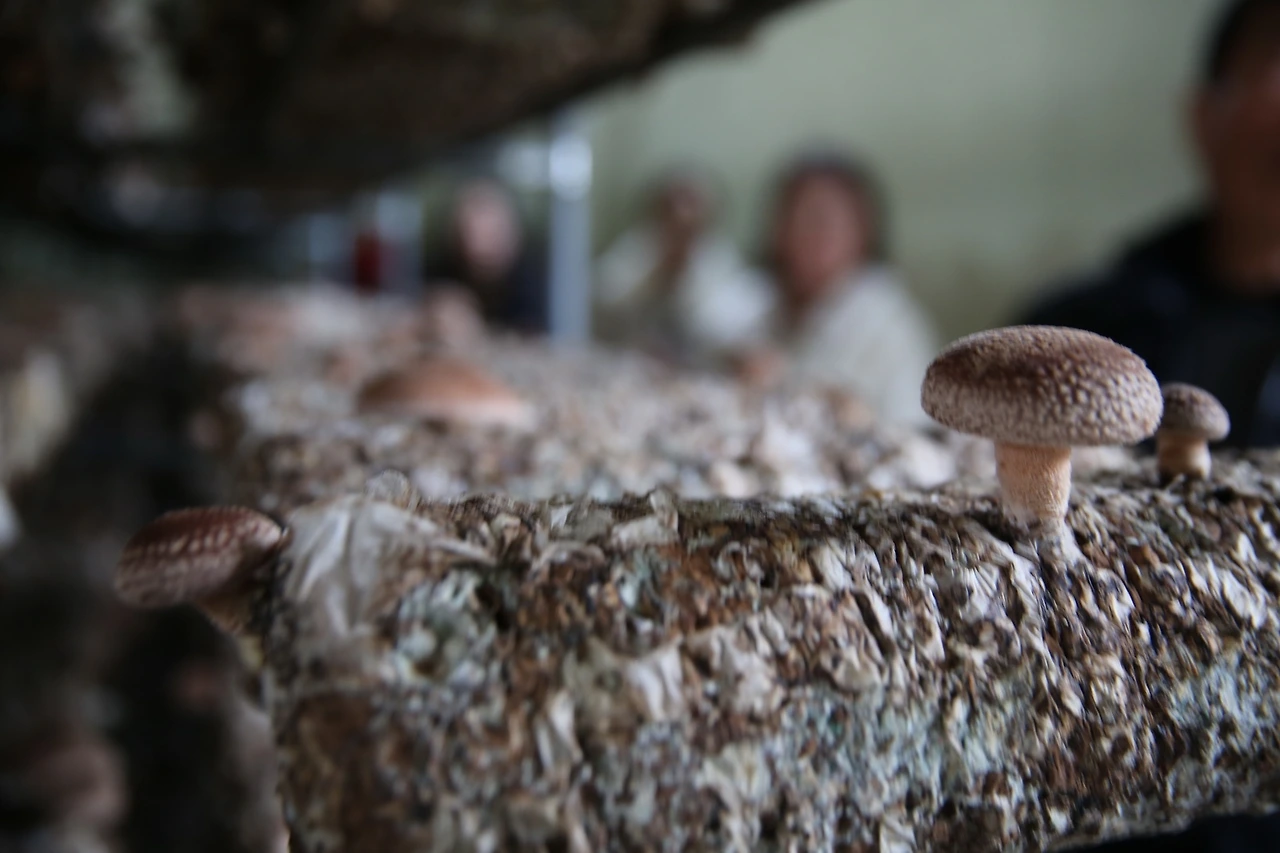 MG0A2916_новый размер.JPG