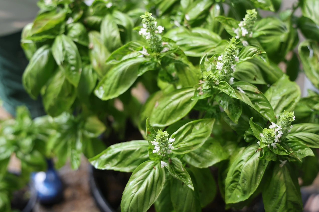 0R5A1539_новый размер.JPG