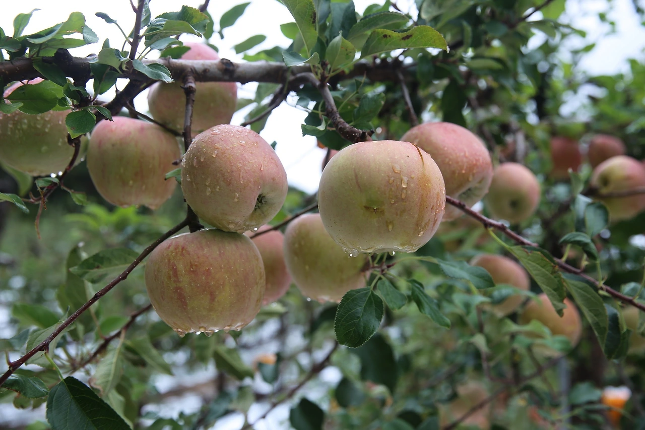 MG0A5836_новый размер.JPG