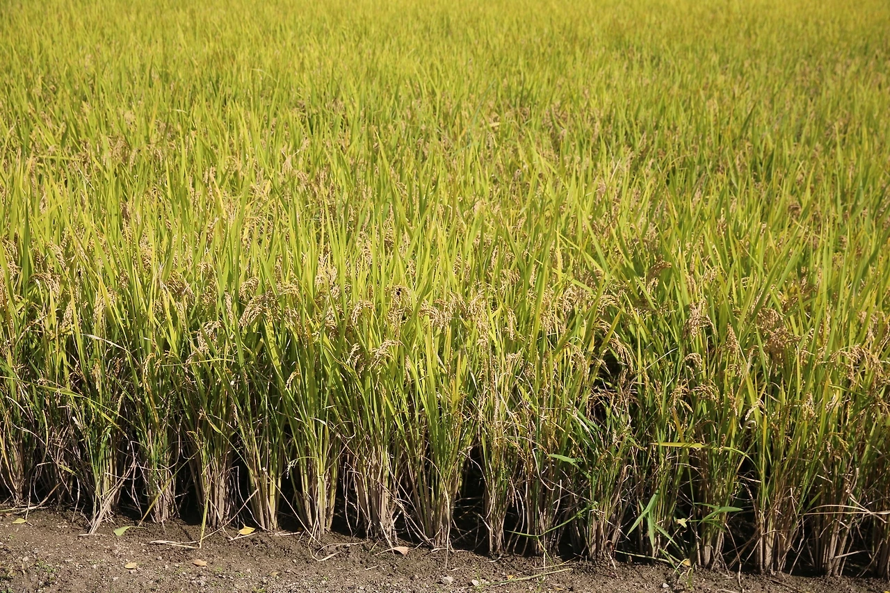 MG0A4781_новый размер.JPG