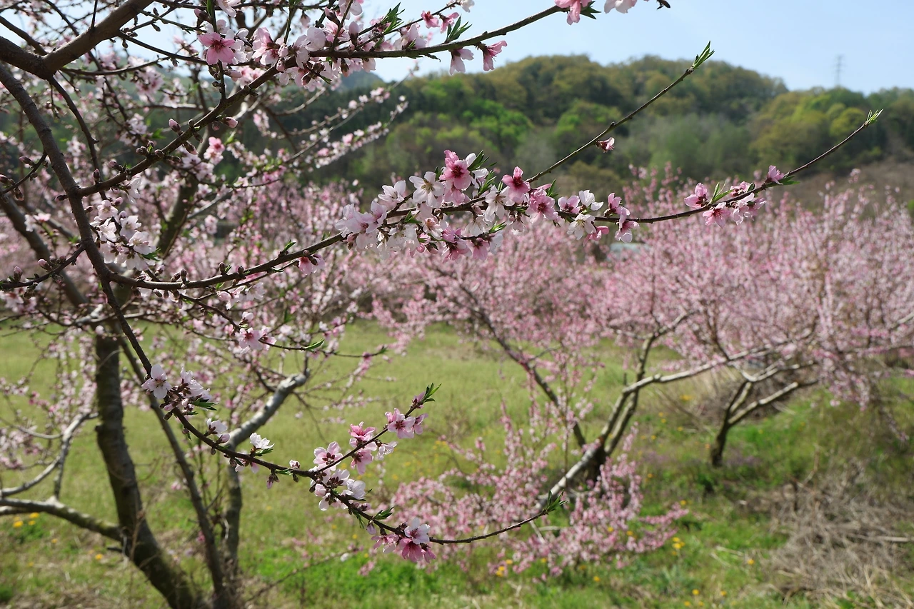 0R5A7186_новый размер.JPG