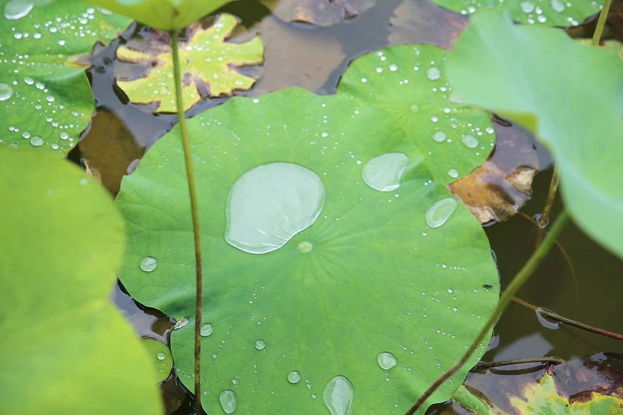 MG0A6091_новый размер_exposure.JPG