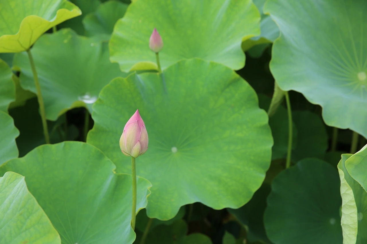 MG0A3668_новый размер.JPG