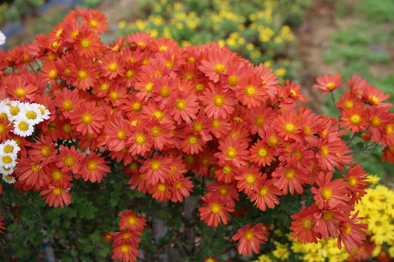 MG0A9635_новый размер.JPG