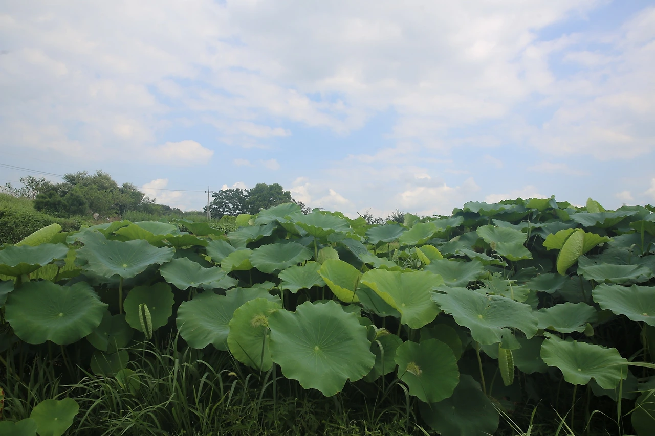 MG0A5225_новый размер.JPG