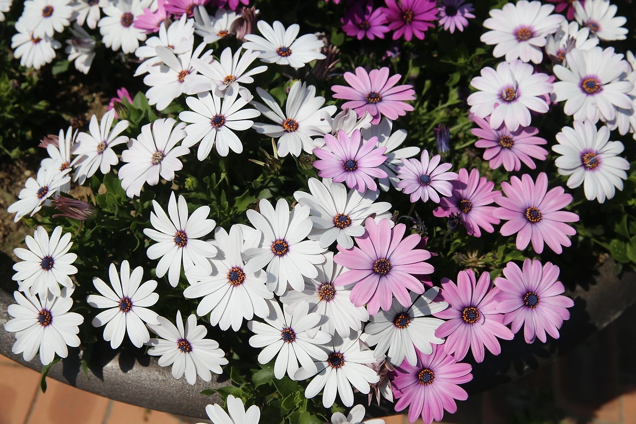 MG0A0099_новый размер.JPG