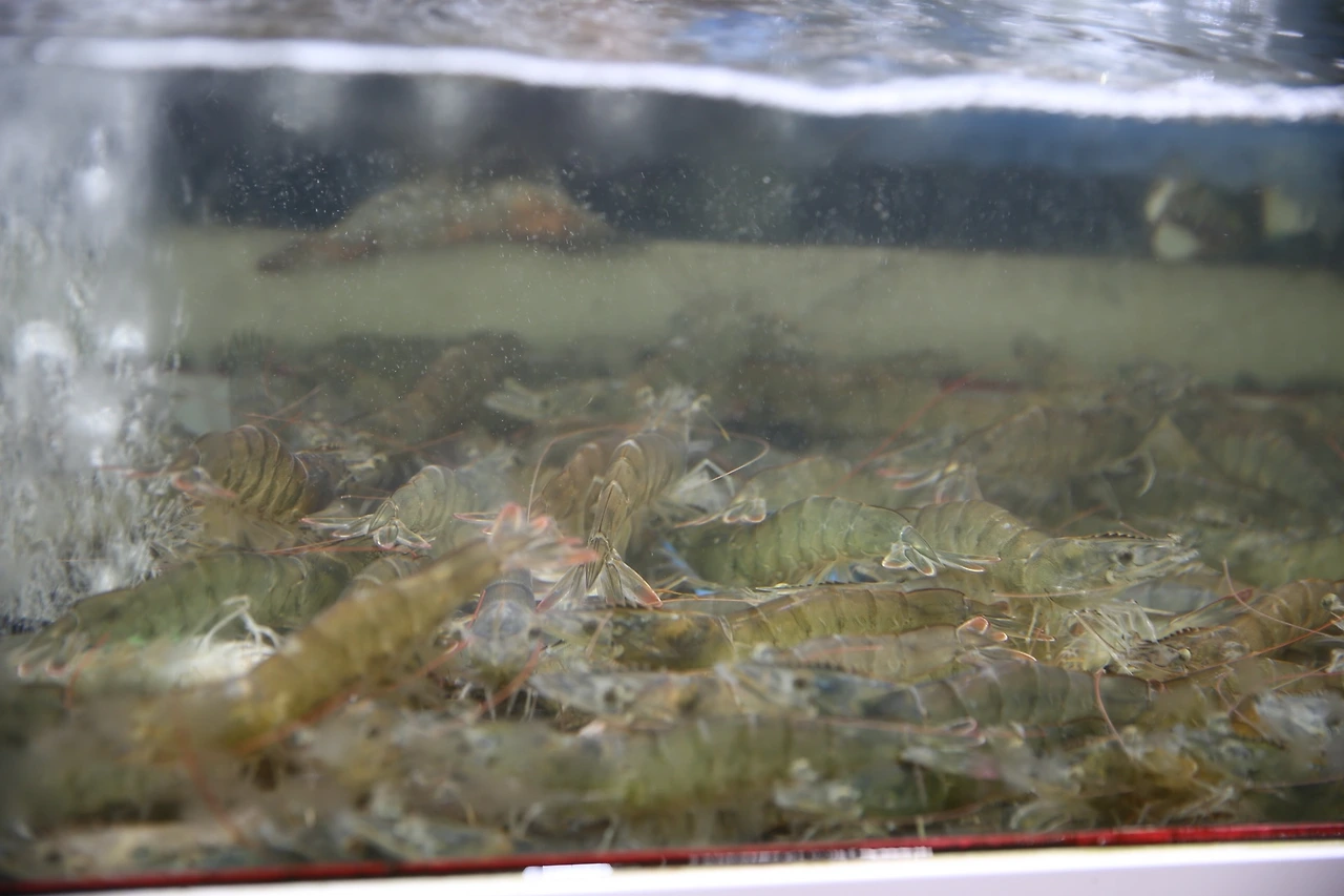 MG0A9887_новый размер.JPG