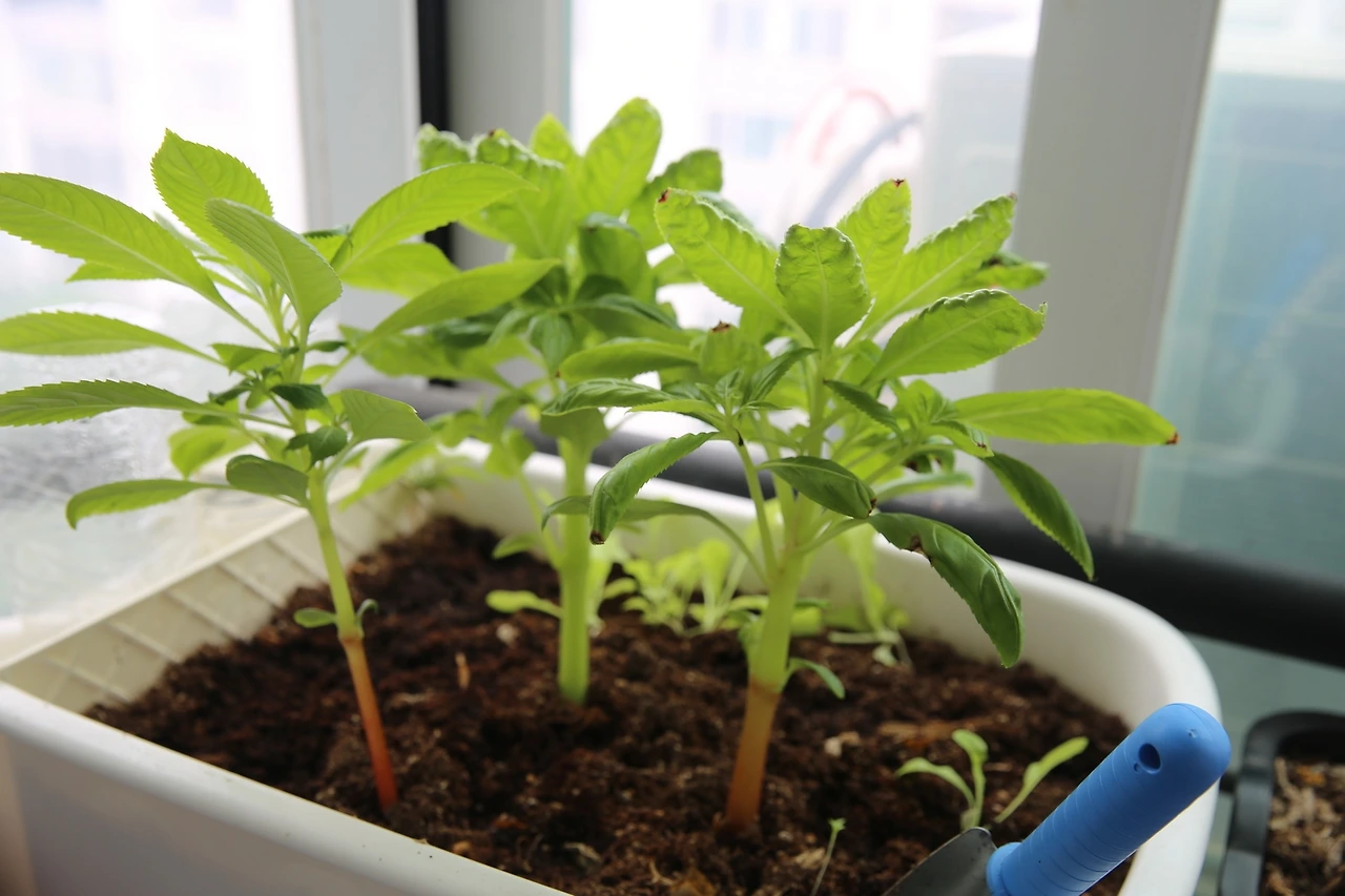 MG0A2512_новый размер.JPG